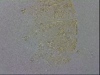 Echiniscus wendti image