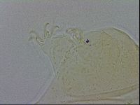 Echiniscus wendti image