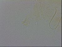 Echiniscus wendti image