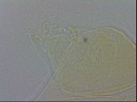 Echiniscus wendti image