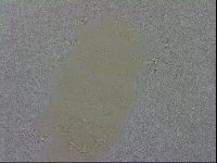 Echiniscus wendti image