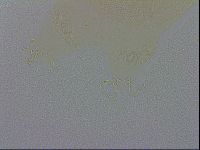 Echiniscus wendti image