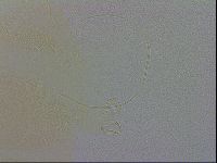 Echiniscus wendti image