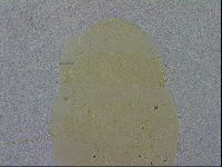 Echiniscus zetotrymus image