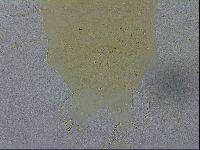 Echiniscus zetotrymus image