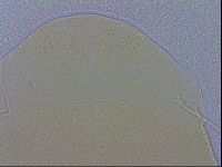 Echiniscus zetotrymus image