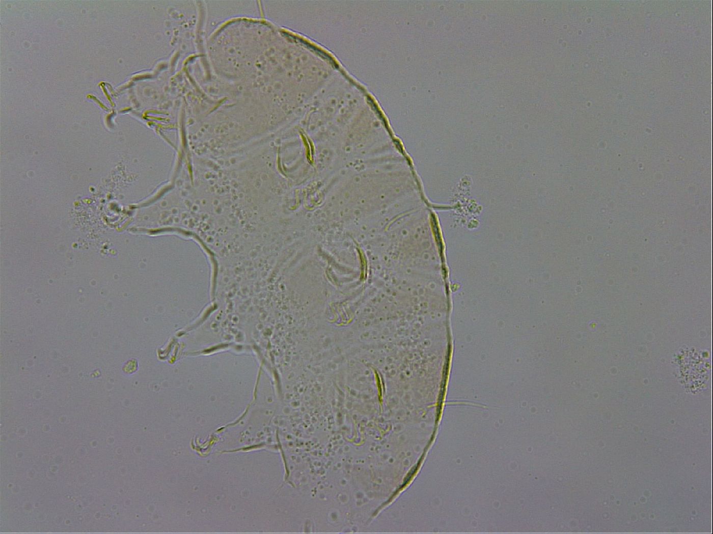 Echiniscus zetotrymus image