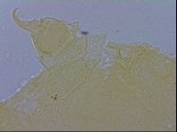 Echiniscus wendti image