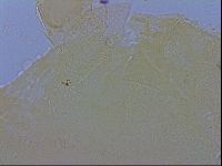 Echiniscus wendti image
