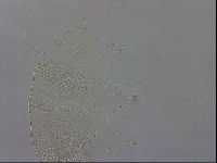 Echiniscus wendti image