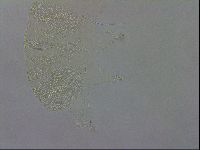 Echiniscus wendti image