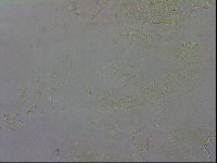 Echiniscus wendti image