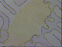 Echiniscus wendti image