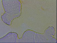 Echiniscus wendti image