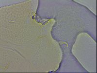 Echiniscus wendti image
