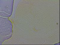 Echiniscus wendti image