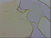 Echiniscus wendti image