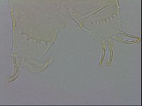 Echiniscus wendti image