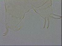 Echiniscus wendti image