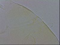Echiniscus wendti image