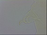 Echiniscus wendti image