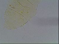 Echiniscus wendti image