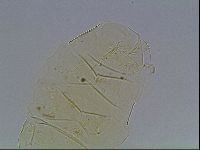 Echiniscus wendti image