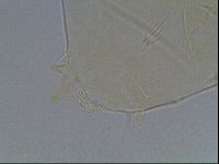 Echiniscus wendti image