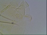 Echiniscus wendti image