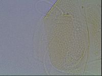 Echiniscus wendti image