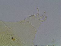 Echiniscus wendti image