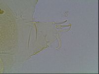 Echiniscus wendti image