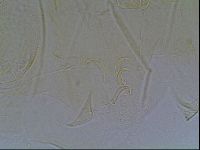 Echiniscus wendti image