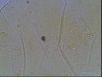 Echiniscus wendti image