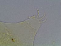 Echiniscus wendti image