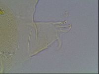 Echiniscus wendti image