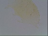 Echiniscus wendti image