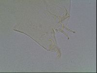 Echiniscus wendti image