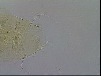 Echiniscus wendti image