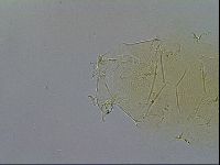Echiniscus wendti image