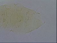 Echiniscus wendti image