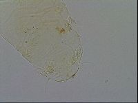 Echiniscus wendti image