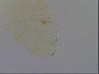 Echiniscus wendti image