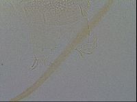 Echiniscus wendti image
