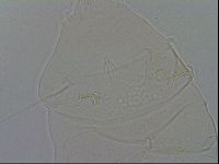 Echiniscus wendti image