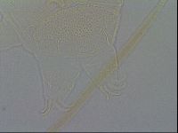 Echiniscus wendti image