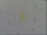 Echiniscus wendti image