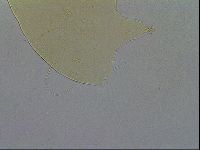 Echiniscus wendti image