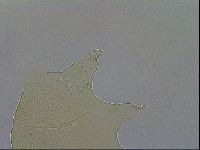 Echiniscus wendti image