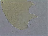Echiniscus wendti image